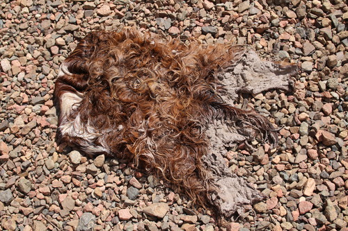 šérem or šéˀrem