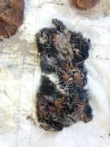 šérem or šéˀrem