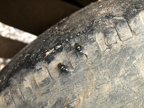 ˁárhɛn in di-ˁárhɛn